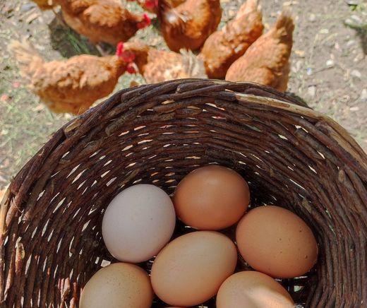 Huevo ecológico por docena categoría A (frescos) |Huevos ecologicos precio especial talla M-L